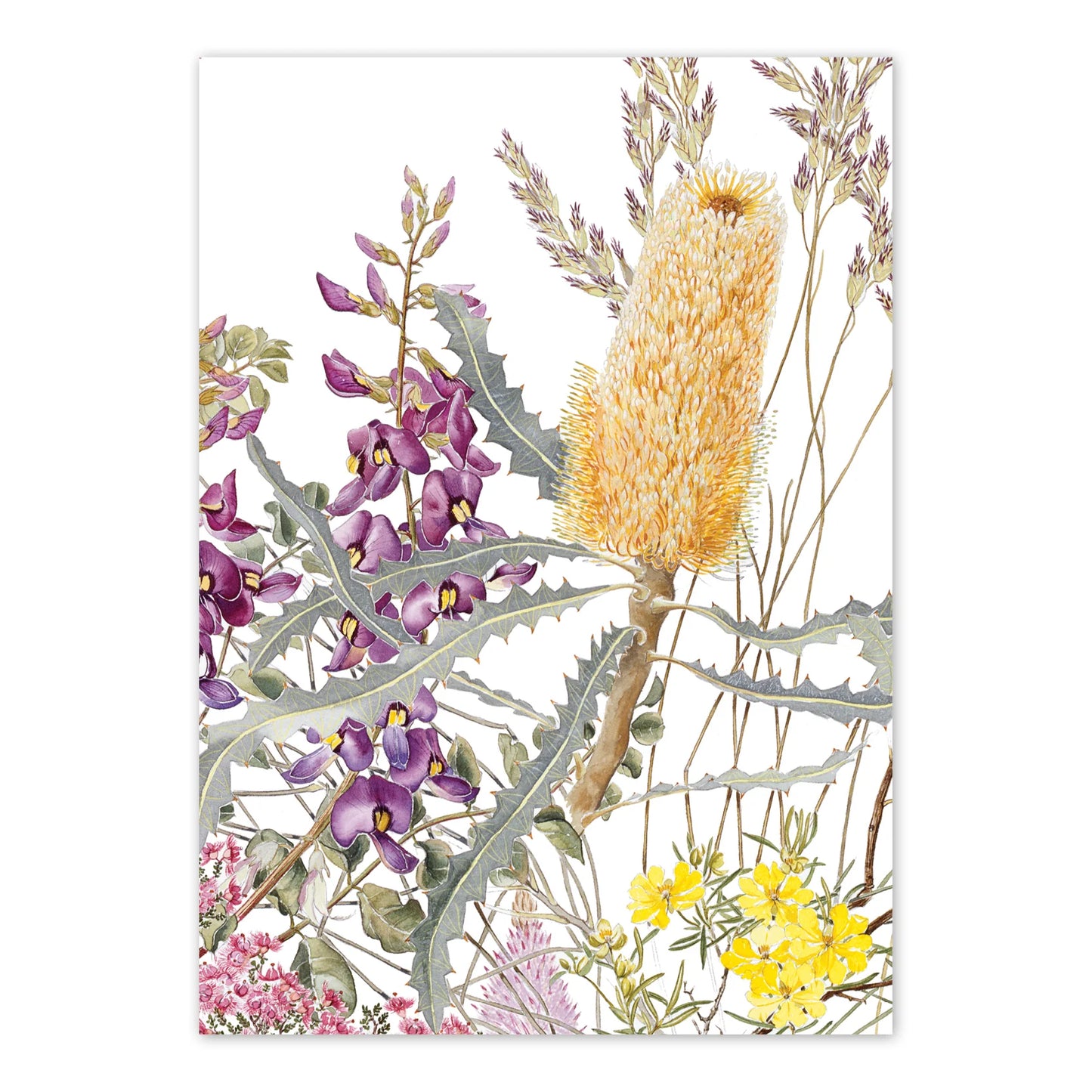 Wildflowers of the Murchison Ashburton A6 Card